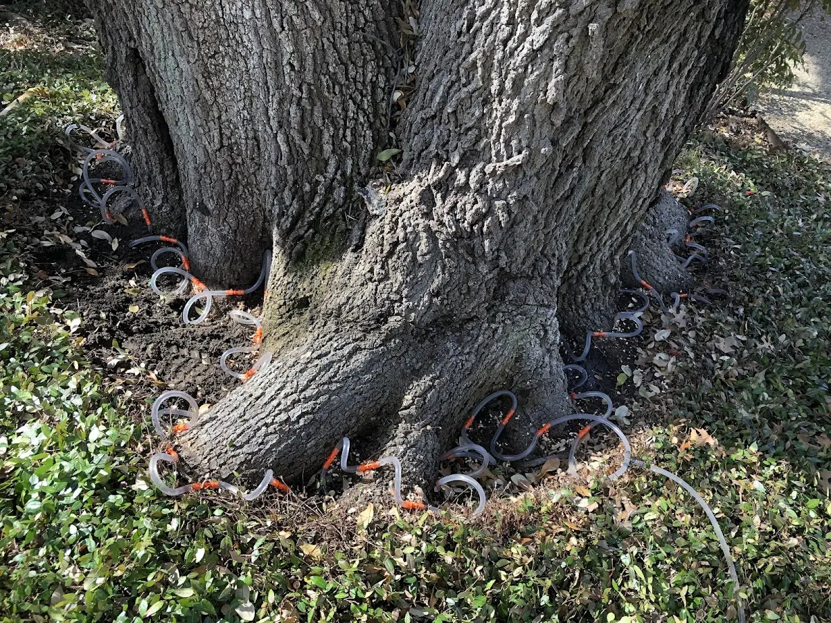 Detailed Tree Cabling and Bracing job site in Canadian
