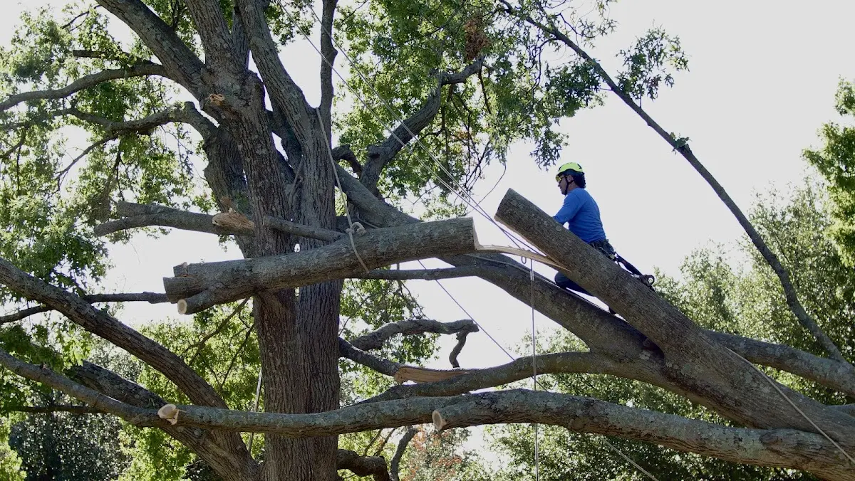 Professional Crown Thinning performed by certified arborists in Canadian