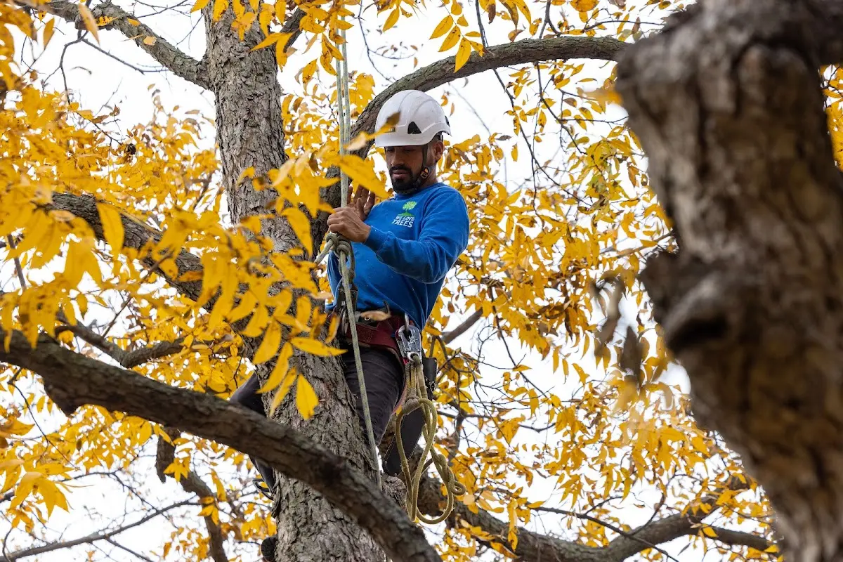 Skilled Storm Damage Cleanup crew working in Canadian